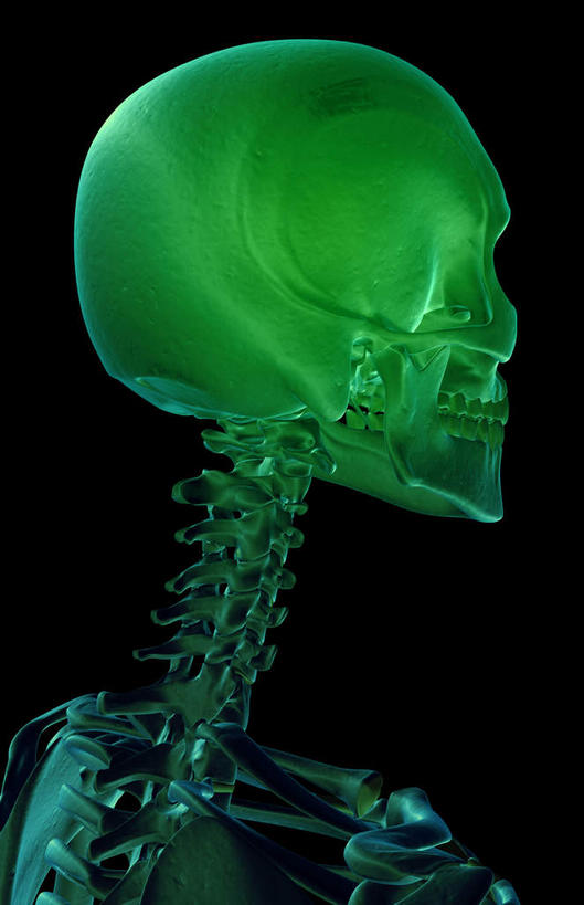 动脉,静脉,骨骼,无人,竖图,插画,x光片,室内,特写,白天,正面,数码,科技,静物,阴影,黑色背景,发光,辐射,科学,网络,医学,骨头,高光,几何,计算机图形,合成,图画,画,绿色,模型,人体,电脑合成图,数码合成图,骨架,医疗,生物学,科学技术,x射线,x光,漫画,生理学,写实,具体,具象,顶骨,颈椎,枕骨,颧骨,彩图,电磁波,电磁辐射