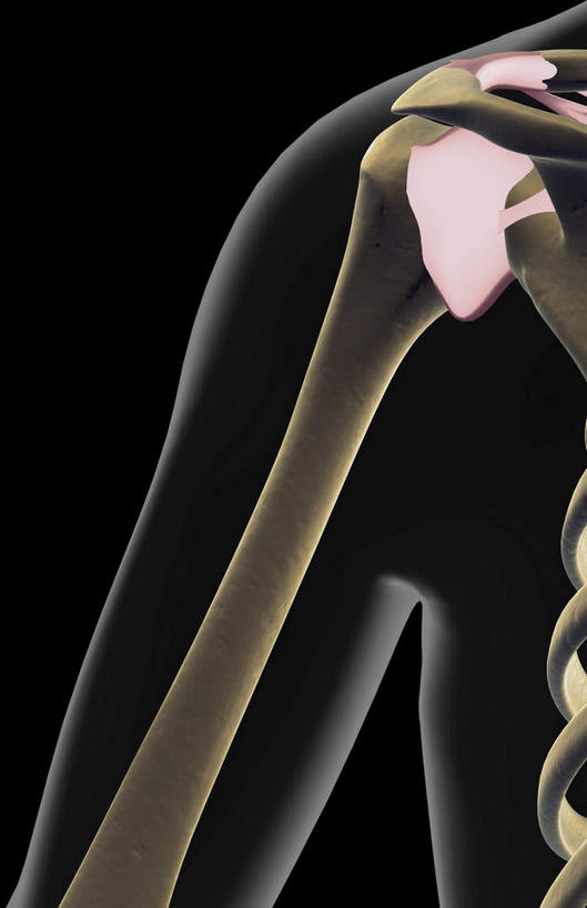 无人,站,横图,插画,x光片,室内,白天,正面,数码,科技,阴影,黑色背景,辐射,科学,网络,医学,高光,几何,计算机图形,合成,图画,画,站着,皮肤,电脑合成图,数码合成图,医疗,科学技术,x射线,x光,韧带,漫画,写实,具体,具象,肩部,站立,彩图,电磁波,电磁辐射