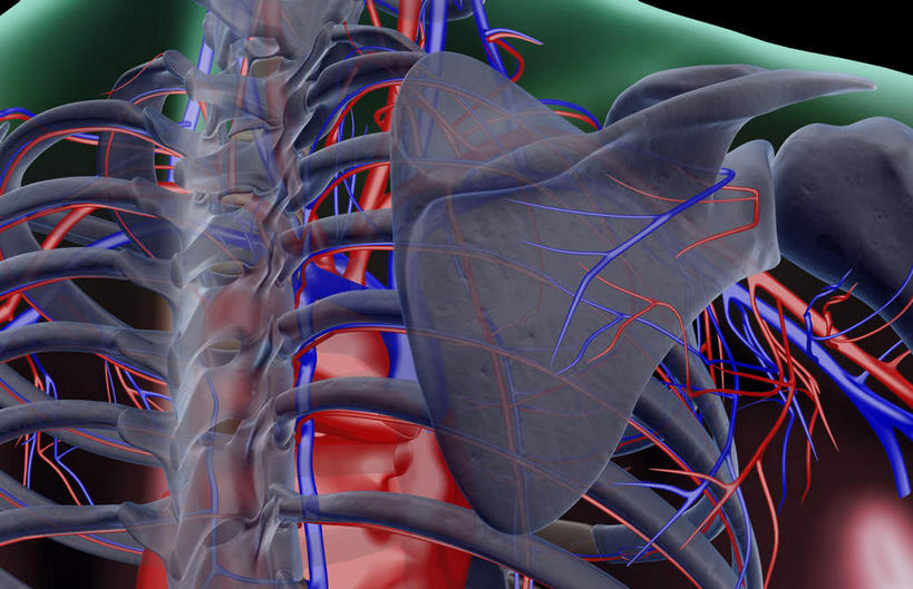 骨骼,无人,横图,x光片,室内,白天,正面,数码,科技,阴影,黑色背景,辐射,科学,网络,医学,骨头,高光,几何,计算机图形,合成,肩膀,皮肤,电脑合成图,数码合成图,骨架,医疗,科学技术,x射线,x光,写实,具体,具象,腋动脉,腋静脉,半身,彩图,电磁波,电磁辐射