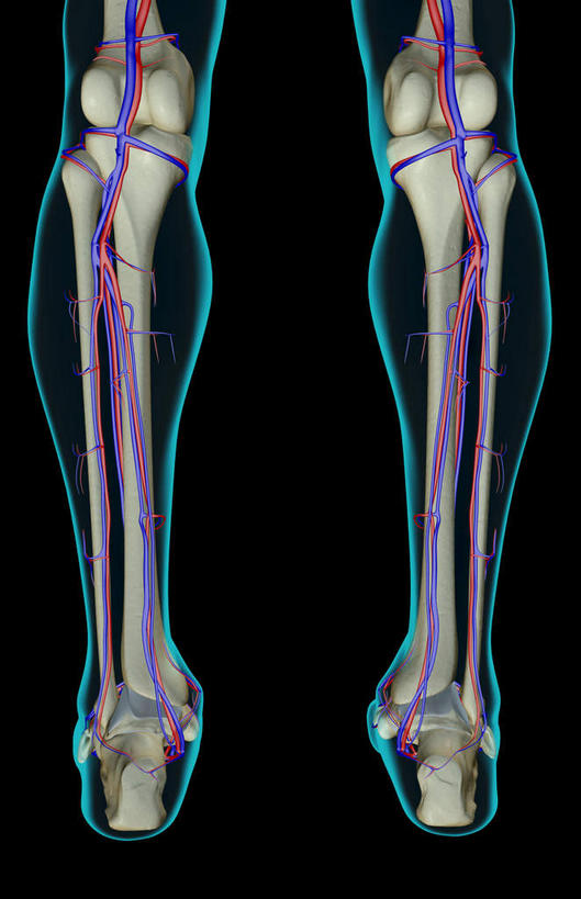 腿部,骨骼,腿,无人,竖图,x光片,室内,白天,正面,数码,科技,阴影,黑色背景,辐射,科学,网络,医学,骨头,高光,几何,计算机图形,合成,皮肤,电脑合成图,数码合成图,骨架,医疗,科学技术,x射线,x光,写实,具体,具象,胫后静脉,半身,彩图,电磁波,电磁辐射