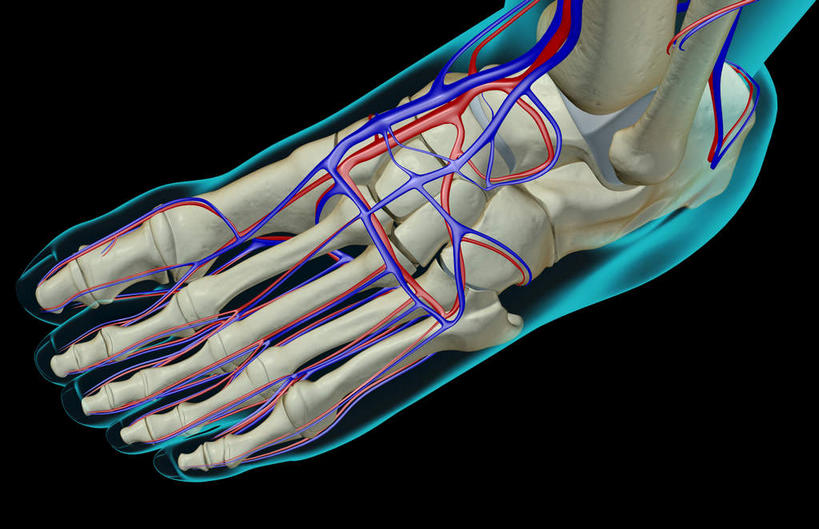 腿部,脚,脚趾,脚趾甲,骨骼,血管,腿,无人,横图,x光片,室内,白天,正面,数码,科技,阴影,黑色背景,辐射,科学,网络,医学,骨头,高光,几何,计算机图形,合成,皮肤,电脑合成图,数码合成图,骨架,医疗,科学技术,x射线,x光,写实,具体,具象,足背动脉,足背静脉,脚指甲,半身,彩图,电磁波,电磁辐射