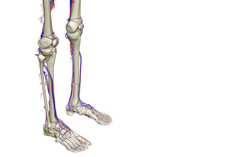 腿部,骨骼,腿,无人,横图,x光片,室内,白天,白色背景,正面,数码,科技,阴影,辐射,科学,网络,医学,骨头,高光,几何,计算机图形,合成,皮肤,电脑合成图,数码合成图,骨架,医疗,科学技术,x射线,x光,写实,具体,具象,胫前静脉,半身,彩图,电磁波,电磁辐射