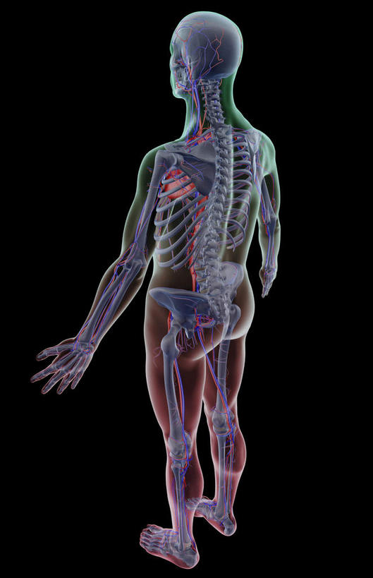 动脉,静脉,骨骼,无人,竖图,俯视,x光片,室内,白天,数码,科技,阴影,黑色背景,辐射,科学,网络,医学,骨头,高光,几何,计算机图形,合成,皮肤,电脑合成图,数码合成图,骨架,医疗,科学技术,x射线,x光,写实,具体,具象,血管系统,半身,彩图,高角度拍摄,全身,电磁波,电磁辐射