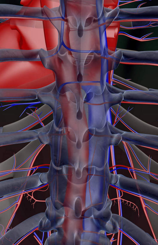 动脉,骨骼,血管,无人,竖图,x光片,室内,白天,正面,数码,科技,阴影,黑色背景,辐射,科学,网络,医学,骨头,高光,几何,计算机图形,合成,电脑合成图,数码合成图,骨架,医疗,科学技术,x射线,x光,写实,具体,具象,脊椎动脉,半身,彩图,电磁波,电磁辐射