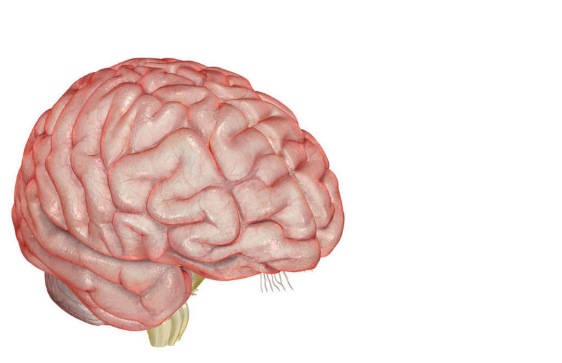 骨骼,无人,横图,x光片,室内,白天,白色背景,正面,数码,科技,大脑,阴影,辐射,科学,网络,医学,骨头,高光,几何,计算机图形,合成,电脑合成图,数码合成图,骨架,医疗,科学技术,x射线,器官,沟壑,x光,小脑,脑干,写实,具体,具象,大脑皮层,端脑,沟,灰质,回,间脑,颞叶,彩图,电磁波,电磁辐射