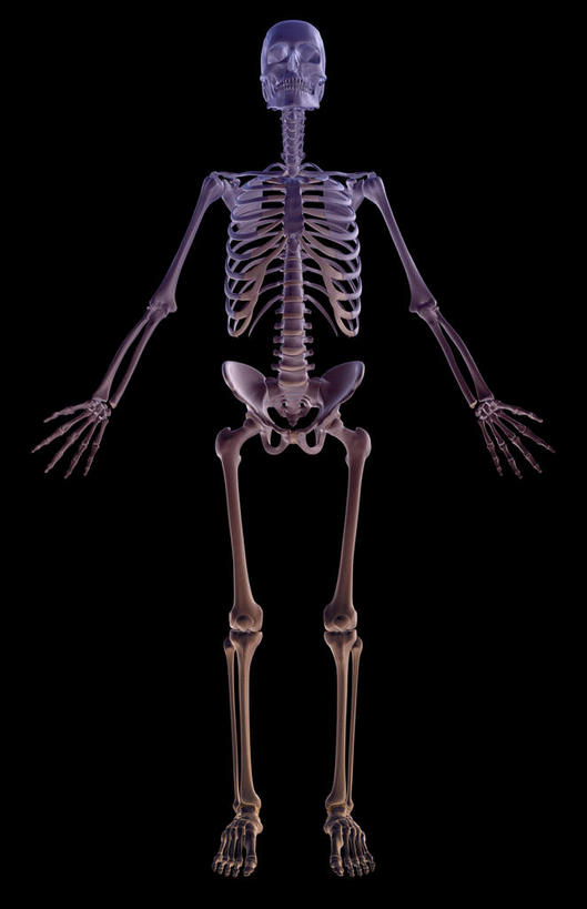 骨骼,肋骨,无人,竖图,x光片,室内,白天,正面,数码,科技,阴影,黑色背景,辐射,科学,网络,医学,骨头,高光,几何,计算机图形,合成,皮肤,电脑合成图,数码合成图,骨架,医疗,科学技术,x射线,x光,写实,具体,具象,骨骼系统,彩图,全身,电磁波,电磁辐射