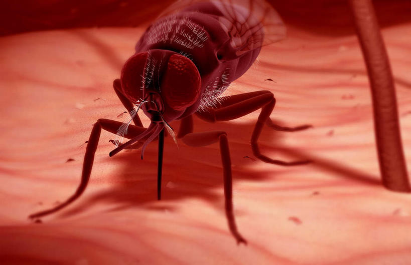 内脏,动脉,静脉,无人,横图,插画,室内,特写,白天,白色背景,正面,数码,科技,蚊子,静物,阴影,网络,细菌,医学,昆虫,高光,几何,计算机图形,合成,图画,画,动物,模型,人体,电脑合成图,数码合成图,生物学,人体器官,器官,漫画,病菌,生理学,写实,具体,具象,害虫,传染,四害,疟原虫,寻觅蚊,彩图