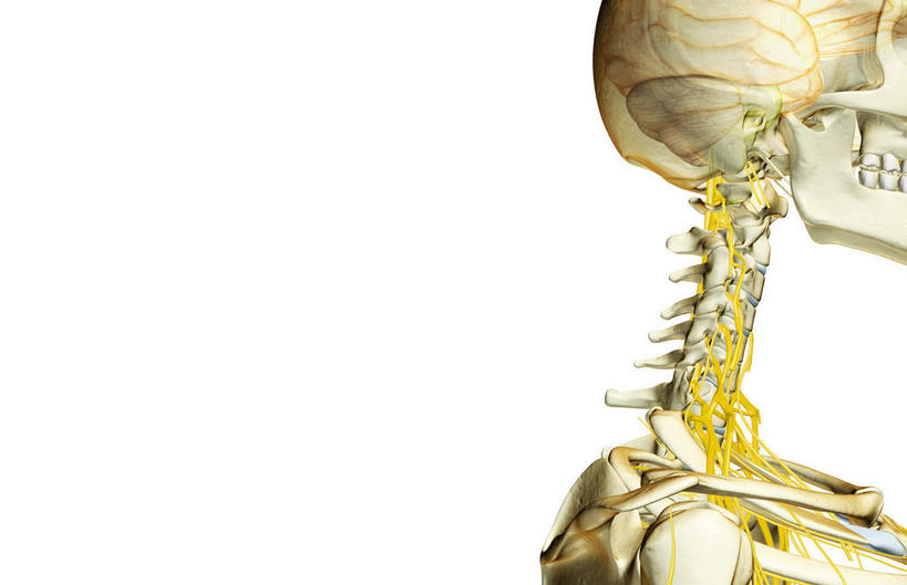 脸,头,脸颊,脖子,动脉,静脉,骨骼,无人,横图,插画,室内,特写,白天,白色背景,正面,数码,科技,静物,阴影,辐射,科学,网络,医学,骨头,高光,几何,计算机图形,合成,图画,画,模型,人体,电脑合成图,数码合成图,骨架,生物学,科学技术,x射线,x光,漫画,生理学,写实,具体,具象,颈神经,颈丛,头部,脖,颈,颈部,脸部,脸蛋,面部,半身,彩图,电磁波,电磁辐射