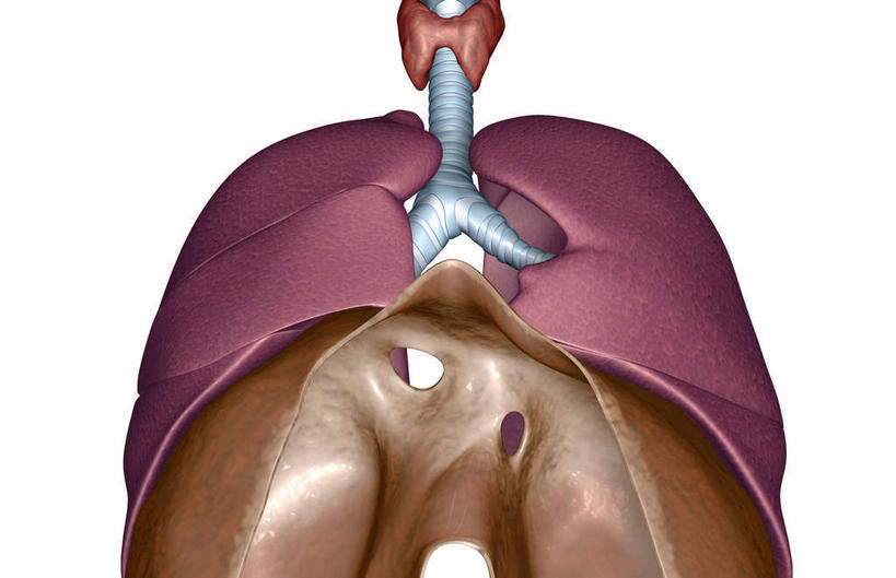 内脏,动脉,静脉,无人,横图,插画,室内,特写,白天,白色背景,正面,数码,科技,静物,阴影,网络,医学,高光,几何,计算机图形,合成,图画,画,模型,人体,电脑合成图,数码合成图,生物学,人体器官,器官,漫画,支气管,生理学,写实,具体,具象,呼吸系统,膈肌,半身,彩图