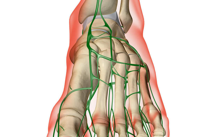 脚,动脉,静脉,骨骼,无人,横图,插画,x光片,室内,特写,白天,白色背景,正面,数码,科技,静物,阴影,辐射,科学,网络,医学,骨头,高光,几何,计算机图形,合成,图画,脚部,画,一个,红色,绿色,白色,模型,人体,单个,电脑合成图,数码合成图,骨架,医疗,生物学,科学技术,x射线,x光,漫画,生理学,写实,具体,具象,趾骨,半身,彩图,电磁波,电磁辐射