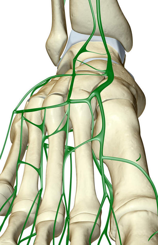 脚,动脉,静脉,骨骼,无人,竖图,插画,室内,特写,白天,白色背景,正面,数码,科技,静物,阴影,网络,医学,骨头,高光,几何,计算机图形,合成,图画,脚部,画,一个,绿色,白色,模型,人体,单个,电脑合成图,数码合成图,骨架,生物学,漫画,生理学,写实,具体,具象,趾骨,半身,彩图