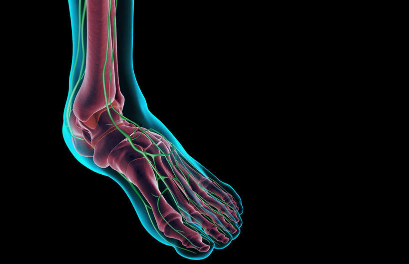 脚,动脉,静脉,骨骼,无人,横图,插画,x光片,室内,特写,白天,正面,数码,科技,静物,阴影,黑色背景,辐射,科学,网络,医学,骨头,高光,几何,计算机图形,合成,图画,脚部,画,一个,红色,蓝色,绿色,模型,人体,单个,电脑合成图,数码合成图,骨架,医疗,生物学,科学技术,x射线,x光,漫画,生理学,写实,具体,具象,趾骨,半身,彩图,电磁波,电磁辐射