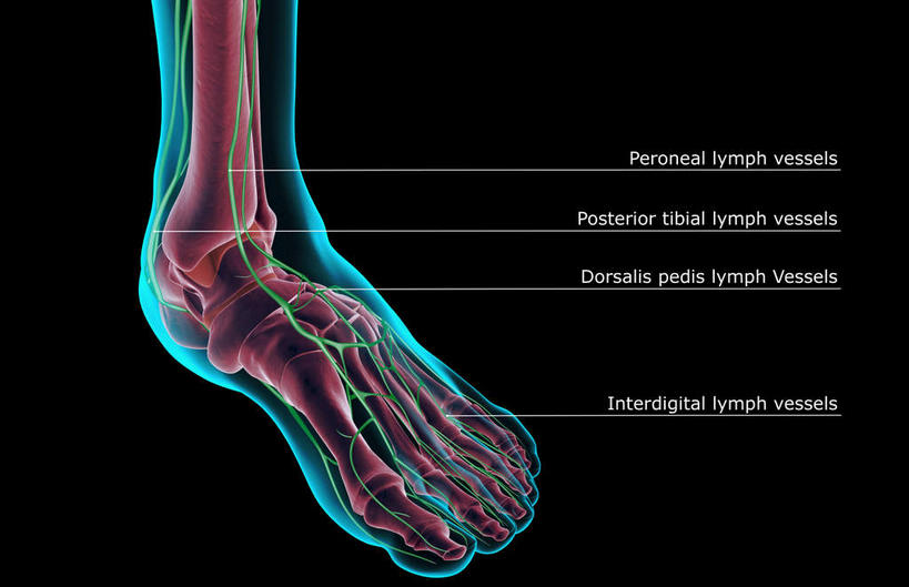 脚,动脉,静脉,骨骼,无人,横图,插画,x光片,室内,特写,白天,正面,数码,科技,静物,阴影,黑色背景,辐射,科学,网络,医学,骨头,高光,几何,计算机图形,合成,图画,脚部,画,一个,红色,蓝色,绿色,模型,人体,单个,电脑合成图,数码合成图,骨架,医疗,生物学,科学技术,x射线,x光,漫画,生理学,写实,具体,具象,趾骨,半身,彩图,电磁波,电磁辐射