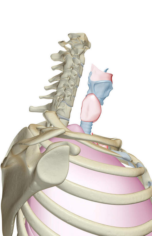 喉咙,内脏,肺,气管,动脉,静脉,骨骼,肋骨,脊椎,无人,竖图,插画,室内,白天,白色背景,正面,数码,科技,静物,阴影,网络,医学,骨头,高光,几何,计算机图形,合成,图画,画,红色,白色,模型,人体,电脑合成图,数码合成图,骨架,生物学,人体器官,器官,漫画,生理学,写实,具体,具象,肺部,肺脏,半身,彩图