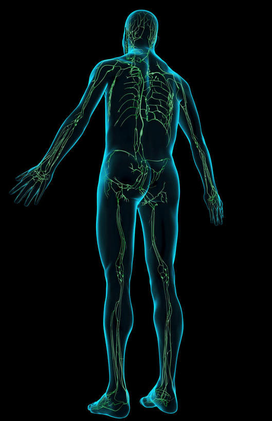 动脉,静脉,无人,站,竖图,插画,x光片,室内,白天,正面,数码,科技,静物,阴影,黑色背景,辐射,科学,网络,医学,高光,几何,计算机图形,合成,图画,画,蓝色,绿色,模型,站着,人体,电脑合成图,数码合成图,医疗,生物学,科学技术,x射线,x光,漫画,生理学,写实,具体,具象,淋巴系统,站立,彩图,全身,电磁波,电磁辐射