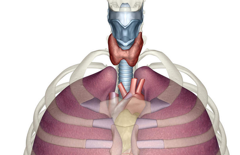 喉咙,内脏,肺,气管,动脉,静脉,骨骼,肋骨,无人,横图,插画,室内,特写,白天,白色背景,正面,数码,科技,静物,阴影,透明,网络,医学,骨头,高光,几何,计算机图形,合成,图画,画,红色,模型,人体,电脑合成图,数码合成图,骨架,生物学,人体器官,器官,漫画,支气管,生理学,写实,具体,具象,肺部,肺脏,彩图