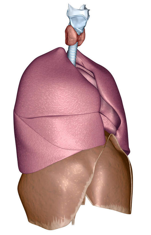 喉咙,内脏,气管,心脏,肝脏,动脉,静脉,无人,竖图,插画,室内,白天,白色背景,正面,数码,科技,静物,阴影,网络,医学,高光,几何,计算机图形,合成,图画,画,红色,模型,人体,电脑合成图,数码合成图,生物学,人体器官,器官,漫画,支气管,生理学,写实,具体,具象,肝,心,彩图