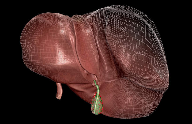 内脏,肝脏,动脉,静脉,骨骼,胆囊,无人,横图,插画,室内,特写,白天,正面,抽象,数码,科技,静物,阴影,黑色背景,网络,医学,骨头,高光,几何,计算机图形,合成,图画,画,红色,模型,夸张,人体,电脑合成图,数码合成图,骨架,生物学,人体器官,器官,漫画,生理学,写实,具体,具象,深奥,胆,肝,彩图