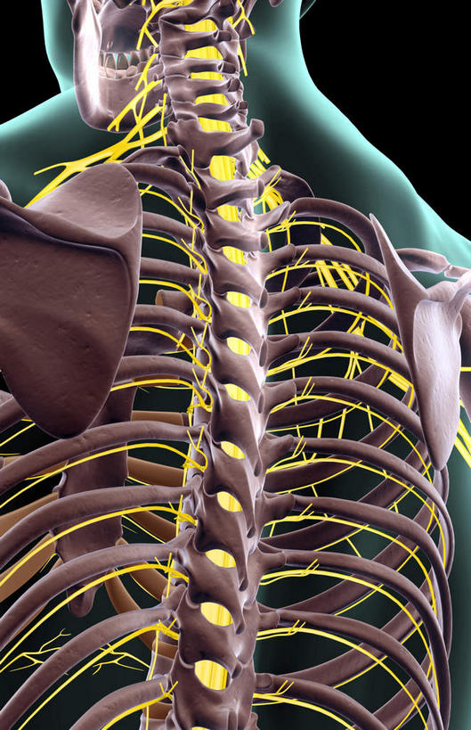 神经,动脉,静脉,骨骼,肋骨,脊椎,无人,站,竖图,插画,x光片,室内,特写,白天,正面,数码,科技,静物,阴影,黑色背景,辐射,科学,网络,医学,骨头,高光,几何,计算机图形,合成,图画,画,黄色,红色,绿色,模型,站着,人体,电脑合成图,数码合成图,骨架,医疗,生物学,科学技术,x射线,x光,漫画,生理学,写实,具体,具象,背骨,站立,半身,彩图,神经系统,电磁波,电磁辐射