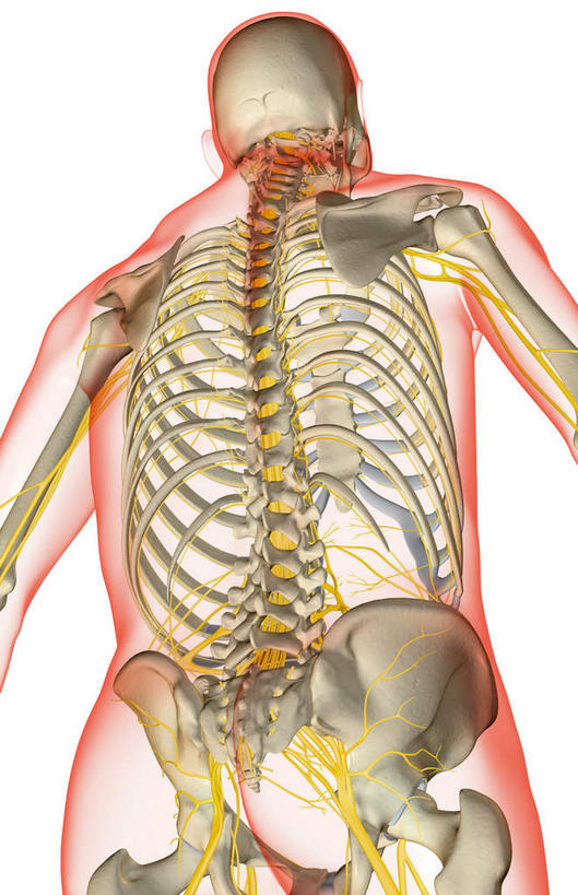 神经,动脉,静脉,骨骼,肋骨,脊椎,无人,站,竖图,插画,室内,白天,白色背景,正面,数码,科技,静物,阴影,网络,医学,骨头,高光,几何,计算机图形,合成,图画,画,黄色,红色,绿色,模型,站着,人体,电脑合成图,数码合成图,骨架,生物学,漫画,生理学,写实,具体,具象,髋骨,背骨,站立,半身,彩图,神经系统