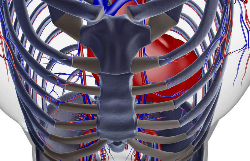 心脏,动脉,静脉,骨骼,肋骨,脊椎,血管,无人,站,横图,插画,室内,白天,白色背景,正面,数码,科技,静物,阴影,网络,医学,骨头,高光,几何,计算机图形,合成,图画,画,红色,蓝色,紫色,模型,站着,人体,电脑合成图,数码合成图,骨架,生物学,漫画,生理学,写实,具体,具象,髋骨,背骨,心,站立,半身,彩图
