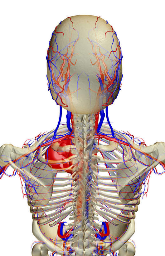 肩胛骨,内脏,心脏,动脉,静脉,骨骼,肋骨,脊椎,血管,无人,站,竖图,插画,室内,白天,白色背景,正面,数码,科技,静物,阴影,网络,医学,骨头,高光,几何,计算机图形,合成,图画,画,红色,蓝色,紫色,模型,站着,人体,电脑合成图,数码合成图,骨架,生物学,人体器官,器官,漫画,生理学,写实,具体,具象,顶骨,背骨,心,站立,半身,彩图