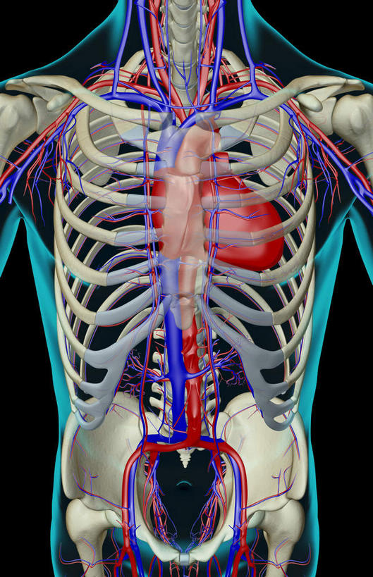 肩胛骨,内脏,心脏,动脉,静脉,骨骼,肋骨,脊椎,血管,无人,站,竖图,插画,x光片,室内,特写,白天,正面,数码,科技,静物,阴影,黑色背景,辐射,科学,网络,医学,骨头,高光,几何,计算机图形,合成,图画,画,红色,蓝色,白色,模型,站着,人体,电脑合成图,数码合成图,骨架,医疗,生物学,人体器官,科学技术,x射线,器官,x光,漫画,生理学,写实,具体,具象,髋骨,心,站立,半身,彩图,电磁波,电磁辐射