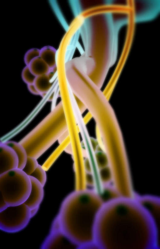 内脏,肺,气管,动脉,静脉,无人,竖图,插画,x光片,室内,特写,白天,正面,数码,科技,静物,许多,连接,阴影,黑色背景,组合,辐射,科学,网络,医学,高光,几何,计算机图形,合成,图画,画,黄色,紫色,模型,人体,链接,电脑合成图,数码合成图,医疗,生物学,人体器官,科学技术,x射线,紧固,器官,拼接,拼凑,x光,漫画,支气管,生理学,写实,具体,具象,拼合,凑集,聚合,撮合,链结,牢固,肺泡,肺部,肺脏,彩图,电磁波,电磁辐射