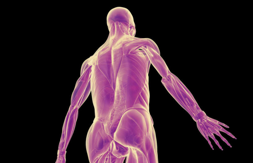 动脉,静脉,骨骼,肌肉,健壮,无人,站,横图,插画,x光片,室内,特写,白天,正面,数码,科技,静物,阴影,黑色背景,辐射,科学,网络,医学,骨头,高光,几何,计算机图形,合成,图画,画,紫色,模型,站着,健康,背脊,活力,力量,人体,青春,电脑合成图,数码合成图,骨架,医疗,生物学,科学技术,x射线,强壮,x光,漫画,生理学,写实,具体,具象,站立,彩图,五指张开,电磁波,电磁辐射