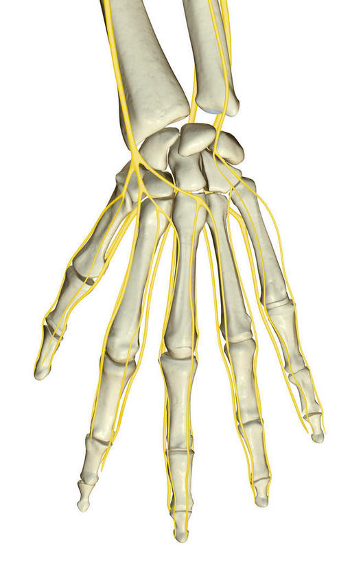 手,神经,动脉,静脉,骨骼,无人,竖图,插画,x光片,室内,特写,白天,白色背景,正面,数码,科技,静物,阴影,辐射,科学,网络,医学,骨头,高光,几何,计算机图形,合成,图画,画,黄色,白色,模型,手部,人体,单个,电脑合成图,数码合成图,骨架,医疗,生物学,科学技术,x射线,x光,漫画,生理学,写实,具体,具象,掌骨,指骨,半身,彩图,五指张开,神经系统,电磁波,电磁辐射