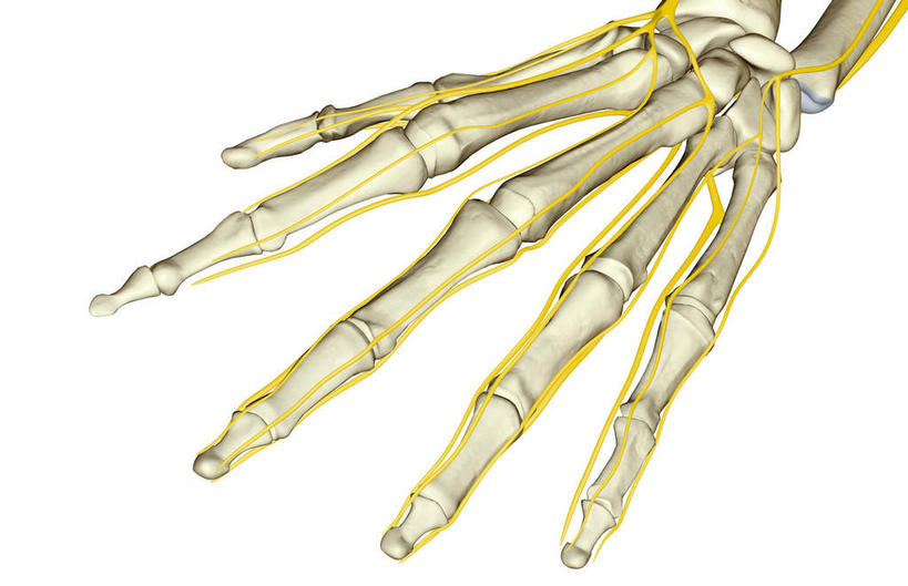 手,神经,动脉,静脉,骨骼,无人,横图,插画,室内,特写,白天,白色背景,正面,数码,科技,静物,阴影,网络,医学,骨头,高光,几何,计算机图形,合成,图画,画,黄色,白色,模型,手部,人体,单个,电脑合成图,数码合成图,骨架,生物学,漫画,生理学,写实,具体,具象,掌骨,指骨,半身,彩图,五指张开,神经系统