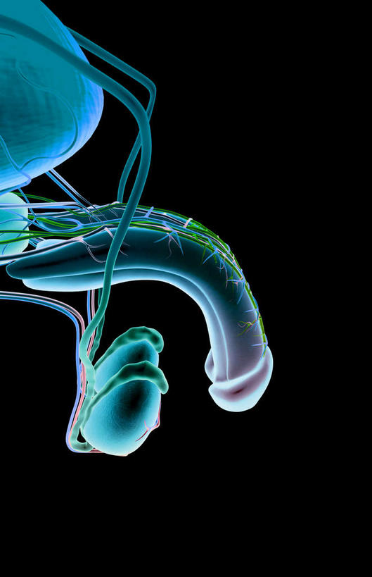 内脏,动脉,静脉,血管,膀胱,阴茎,睾丸,阴囊,无人,竖图,插画,x光片,室内,白天,正面,数码,科技,静物,阴影,黑色背景,辐射,科学,网络,医学,高光,几何,计算机图形,合成,图画,画,蓝色,模型,人体,电脑合成图,数码合成图,医疗,生物学,人体器官,科学技术,x射线,器官,x光,漫画,泌尿系统,前列腺,输尿管,生理学,写实,具体,具象,彩图,生殖器官,电磁波,电磁辐射