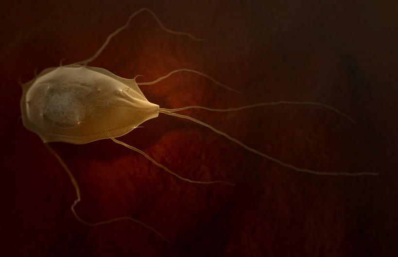 无人,横图,插画,室内,特写,白天,正面,数码,科技,阴影,微小,网络,细菌,高光,几何,计算机图形,合成,图画,画,一个,白色,动物,单个,电脑合成图,数码合成图,漫画,病菌,写实,具体,具象,传染,寄生,寄生虫,贾第虫,彩图,微弱