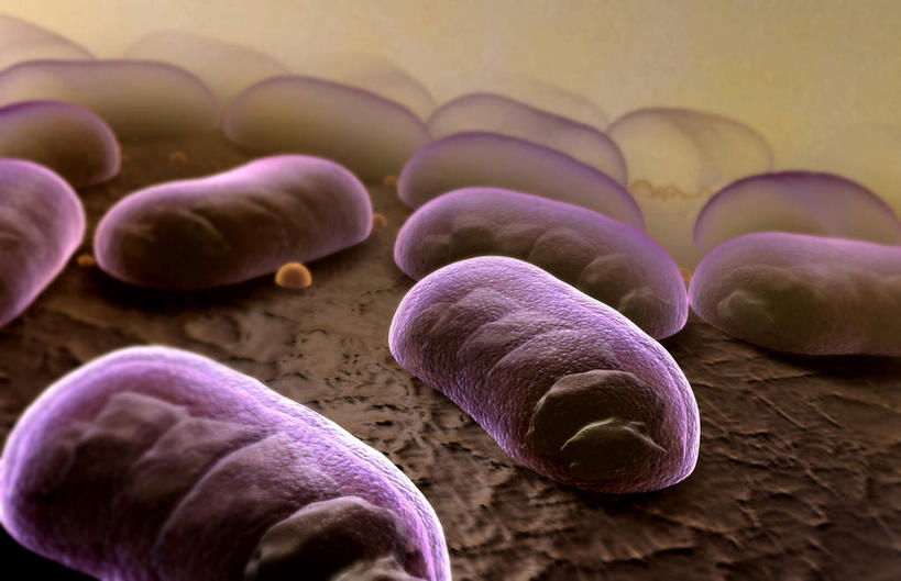 无人,横图,插画,室内,白天,正面,数码,科技,阴影,微小,网络,细菌,医学,高光,几何,计算机图形,合成,图画,画,紫色,动物,电脑合成图,数码合成图,生物学,漫画,病菌,生理学,写实,具体,具象,传染,寄生,枯草芽孢杆菌,枯草杆菌,彩图,微弱