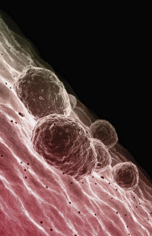 无人,竖图,插画,室内,特写,白天,正面,数码,科技,静物,许多,阴影,网络,医学,细胞,高光,几何,计算机图形,合成,图画,画,红色,人体,电脑合成图,数码合成图,生物学,漫画,生理学,写实,具体,具象,巨核细胞,彩图