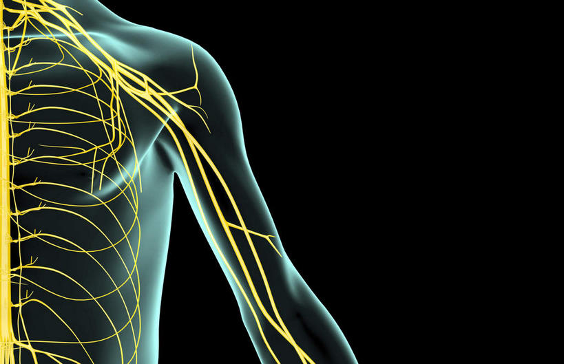 肩,神经,动脉,静脉,骨骼,无人,横图,插画,x光片,室内,特写,白天,正面,数码,科技,静物,阴影,黑色背景,辐射,科学,网络,医学,线条,支架,骨头,高光,几何,计算机图形,合成,图画,画,黄色,模型,身体,人体,电脑合成图,数码合成图,骨架,医疗,生物学,科学技术,x射线,筋脉,x光,漫画,生理学,写实,具体,具象,半身,彩图,电磁波,电磁辐射