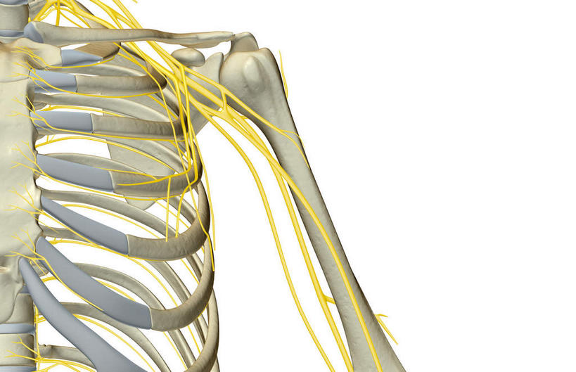 肩胛骨,神经,动脉,静脉,骨骼,胸骨,肋骨,无人,横图,插画,x光片,室内,特写,白天,正面,数码,科技,静物,阴影,辐射,科学,网络,医学,线条,支架,骨头,高光,几何,计算机图形,合成,图画,画,黄色,白色,模型,人体,电脑合成图,数码合成图,骨架,医疗,生物学,科学技术,x射线,筋脉,x光,漫画,生理学,写实,具体,具象,尺骨,桡骨,半身,彩图,电磁波,电磁辐射