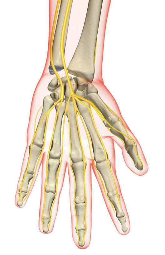 神经,动脉,静脉,骨骼,无人,竖图,插画,室内,特写,白天,白色背景,正面,数码,科技,静物,张开,阴影,网络,医学,线条,支架,骨头,高光,几何,计算机图形,合成,图画,画,一只,黄色,模型,手指,人体,电脑合成图,数码合成图,骨架,生物学,筋脉,漫画,生理学,写实,具体,具象,掌骨,指骨,半身,彩图