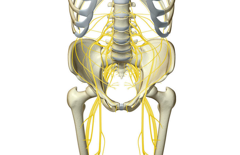 神经,动脉,静脉,骨骼,无人,横图,插画,室内,特写,白天,白色背景,正面,数码,科技,静物,阴影,网络,医学,线条,支架,骨头,高光,几何,计算机图形,合成,图画,画,黄色,模型,身体,人体,电脑合成图,数码合成图,骨架,生物学,筋脉,盆骨,漫画,生理学,写实,具体,具象,腰部,半身,彩图