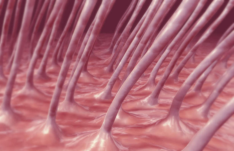 气管,无人,横图,插画,室内,特写,白天,正面,数码,科技,静物,阴影,网络,医学,细胞,高光,几何,计算机图形,合成,图画,画,人体,电脑合成图,数码合成图,生物学,漫画,生理学,写实,具体,具象,纤毛,彩图