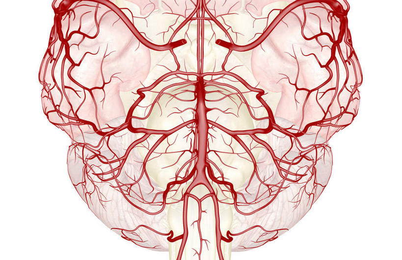 动脉,静脉,脊椎,无人,横图,插画,室内,白天,白色背景,正面,数码,科技,静物,大脑,阴影,网络,医学,高光,几何,计算机图形,合成,图画,画,模型,人体,电脑合成图,数码合成图,生物学,器官,沟壑,漫画,小脑,生理学,写实,具体,具象,大脑皮层,端脑,沟,灰质,回,间脑,彩图