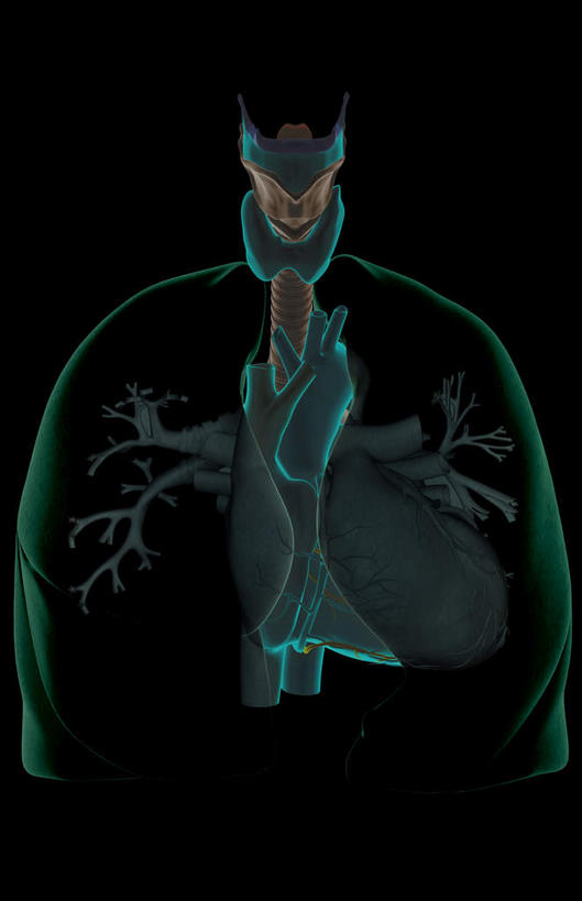 喉咙,内脏,肺,气管,脊髓,动脉,静脉,脊椎,无人,竖图,插画,室内,白天,白色背景,正面,数码,科技,静物,阴影,网络,医学,高光,几何,计算机图形,合成,图画,画,一个,模型,人体,单个,电脑合成图,数码合成图,生物学,人体器官,器官,漫画,软骨,生理学,写实,具体,具象,喉,肺部,肺脏,脊柱,彩图