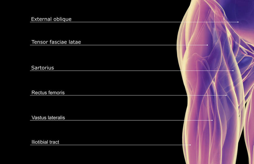 臀部,动脉,静脉,骨骼,肌肉,健壮,无人,横图,插画,x光片,室内,特写,白天,正面,数码,科技,静物,阴影,黑色背景,辐射,科学,网络,医学,英文,标志,文字,支架,字符,字母,骨头,高光,几何,计算机图形,合成,图画,标识,画,模型,健康,活力,力量,人体,青春,英文字母,电脑合成图,数码合成图,骨架,医疗,生物学,科学技术,x射线,强壮,x光,漫画,生理学,写实,具体,具象,股骨,髋骨,半身,彩图,电磁波,电磁辐射