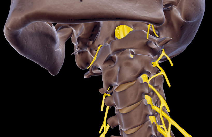 脖子,神经,脊髓,动脉,静脉,骨骼,无人,横图,插画,x光片,室内,特写,白天,正面,数码,科技,静物,阴影,黑色背景,辐射,科学,网络,医学,支架,骨头,高光,几何,计算机图形,合成,图画,画,黄色,模型,人体,电脑合成图,数码合成图,骨架,医疗,生物学,科学技术,x射线,筋脉,x光,漫画,生理学,写实,具体,具象,颈骨,脊柱,脖,颈,颈部,半身,彩图,电磁波,电磁辐射