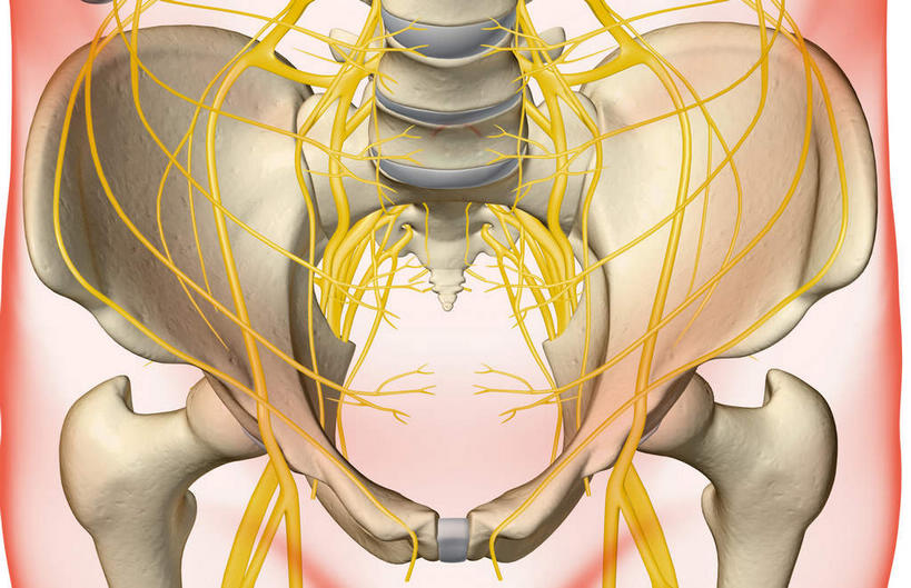 腿部,神经,动脉,静脉,骨骼,腿,无人,横图,插画,室内,特写,白天,白色背景,正面,数码,科技,静物,阴影,网络,医学,支架,骨头,高光,几何,计算机图形,合成,图画,画,黄色,红色,模型,人体,轮廓,电脑合成图,数码合成图,骨架,生物学,筋脉,盆骨,漫画,生理学,写实,具体,具象,股骨,髋骨,尾骨,半身,彩图