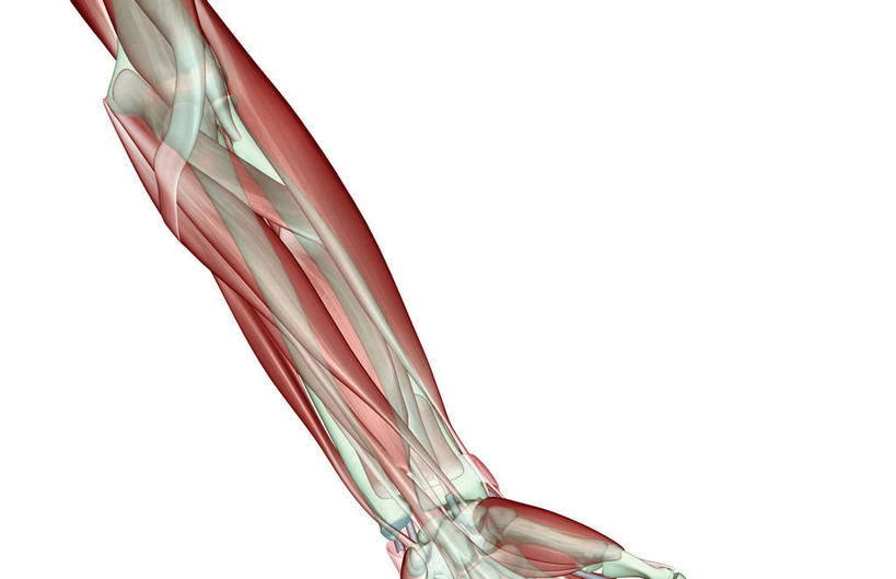 脊髓,动脉,静脉,骨骼,脊椎,肌肉,健壮,无人,横图,插画,室内,特写,白天,白色背景,正面,数码,科技,静物,阴影,网络,医学,支架,骨头,高光,几何,计算机图形,合成,图画,画,模型,健康,活力,力量,人体,青春,电脑合成图,数码合成图,骨架,生物学,强壮,漫画,生理学,写实,具体,具象,尺骨,桡骨,脊柱,手臂,肘部,半身,彩图