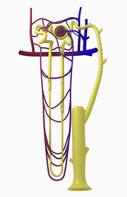 内脏,动脉,静脉,无人,竖图,插画,室内,特写,白天,正面,数码,科技,静物,阴影,紫色背景,网络,医学,高光,几何,计算机图形,合成,图画,画,模型,人体,电脑合成图,数码合成图,生物学,人体器官,器官,漫画,生理学,写实,具体,具象,彩图,肾小球,血液过滤器