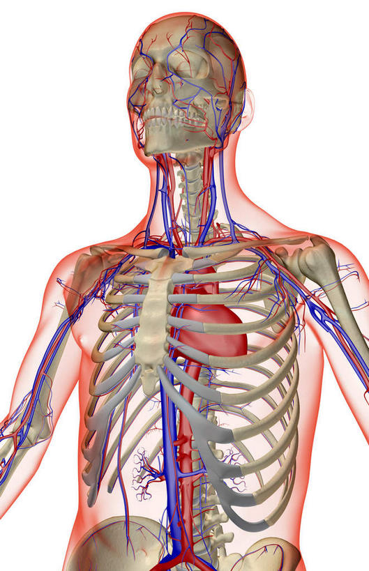 动脉,静脉,骨骼,无人,竖图,室内,白天,白色背景,正面,数码,科技,静物,阴影,网络,医学,骨头,高光,几何,计算机图形,合成,模型,人体,皮肤,电脑合成图,数码合成图,骨架,生物学,生理学,写实,具体,具象,下腔静脉,降主动脉,半身,彩图