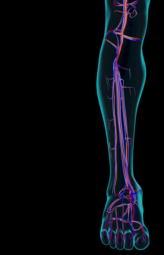 腿部,动脉,静脉,骨骼,腿,无人,竖图,室内,白天,正面,数码,科技,静物,阴影,黑色背景,网络,医学,骨头,高光,几何,计算机图形,合成,模型,人体,皮肤,电脑合成图,数码合成图,骨架,生物学,生理学,写实,具体,具象,胫骨,胫前静脉,足背静脉,半身,彩图
