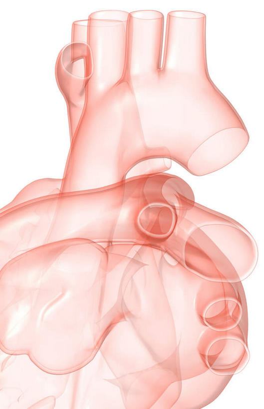 内脏,心脏,动脉,静脉,无人,竖图,室内,特写,白天,白色背景,正面,数码,科技,静物,阴影,局部,网络,高光,几何,计算机图形,合成,模型,人体,部分,电脑合成图,数码合成图,生物学,器官,左心房,心血管,心房,心室,生理学,写实,具体,具象,主动脉,左心室,中庭,心,彩图